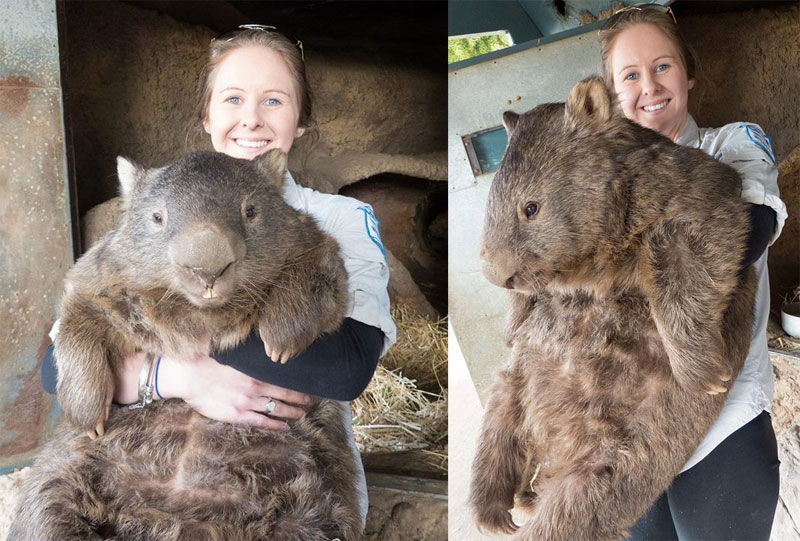 patrick the oldest and largest living wombat (8)