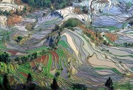 Picture of the Day: Rice Terraces from Above
