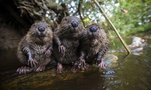 three happy beavers three happy beavers