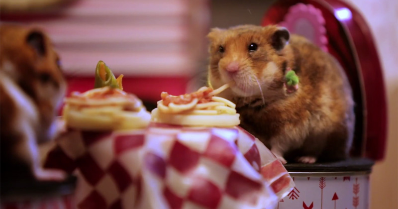 A Tiny Valentine's Date for Tiny Hamsters