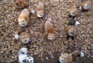 So Apparently There’s a Fox Sanctuary in Japan