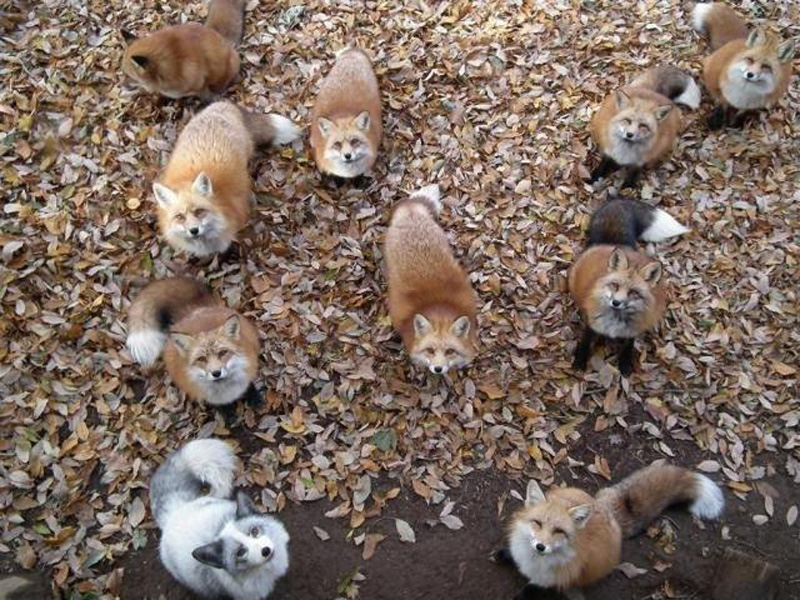 So Apparently There's a Fox Sanctuary in Japan