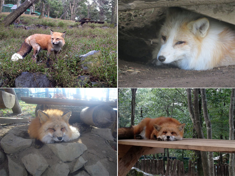 zao fox village sanctuary japan (6)