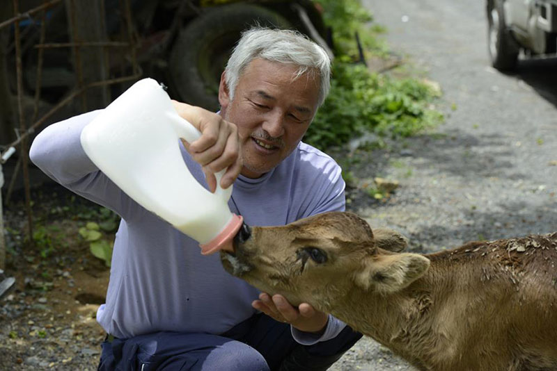 after fukushima Naoto Matsumura takes care of abandoned animals in tomioka (5)