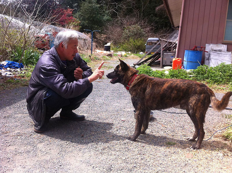 after fukushima Naoto Matsumura takes care of abandoned animals in tomioka (7)