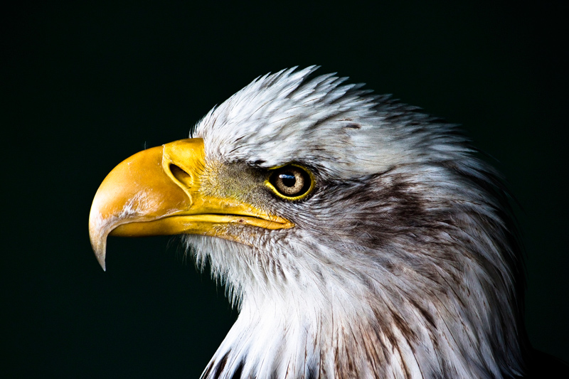 Picture of the Day: Portrait of an Eagle