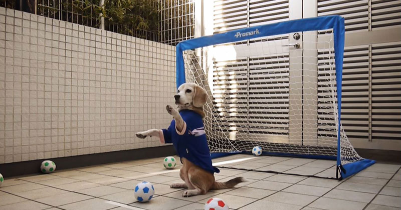 Beagle Goalkeeper is Adorably Awesome