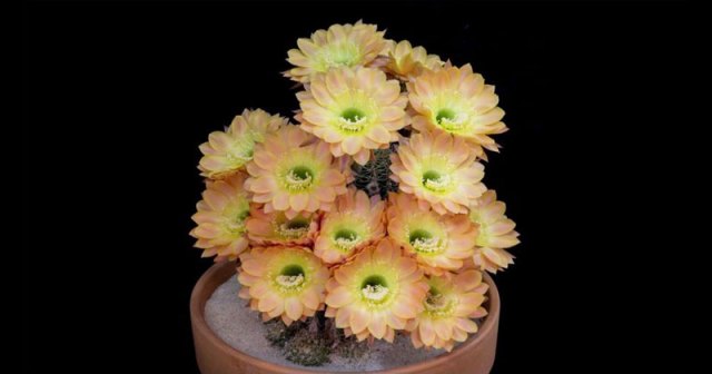 If You Ve Never Seen A Cactus Bloom You Need To Watch This Twistedsifter