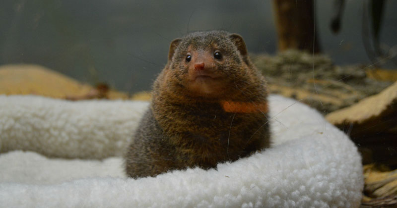 Picture of the Day: Just a Dwarf Mongoose