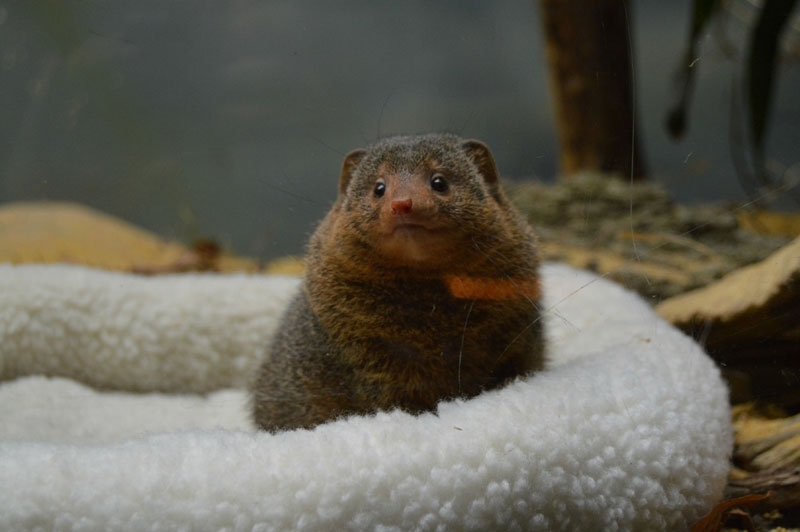 dwarf mongoose Picture of the Day: Just a Dwarf Mongoose