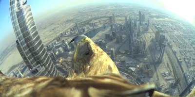 Eagle Takes Flight from the Top of the World's Tallest Building