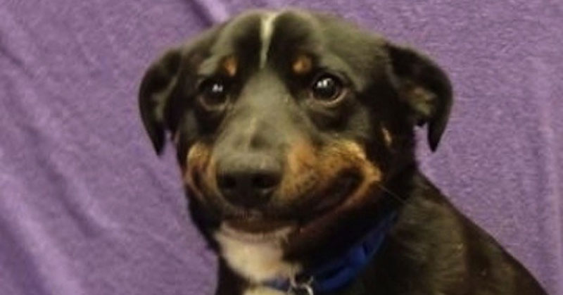 dog smiling meme