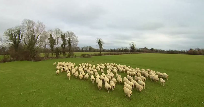 This is What Herding Sheep with a Drone Looks Like