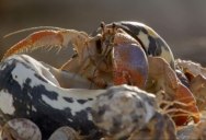 The Great Hermit Crab Shell Swap