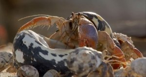 hermit crabs switching shells bbc hermit crabs switching shells bbc