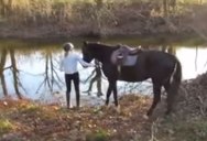 This Horse’s First Time in Water Could Not Have Gone Any Better