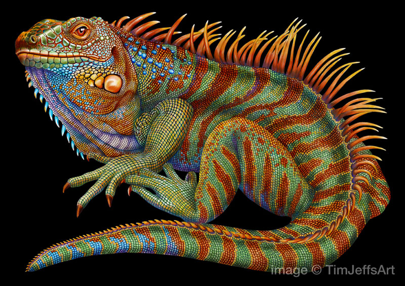 incredibly detailed pencil crayon drawings of iguana and chameleon by tim jeffs (1)