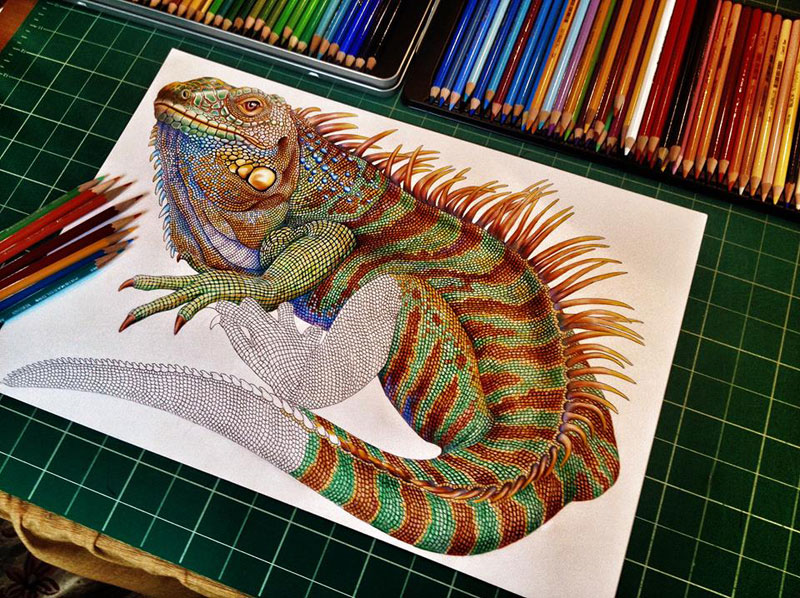 incredibly detailed pencil crayon drawings of iguana and chameleon by tim jeffs 5 These Artists Challenged Each Other to a Daily Animal Alphabet Drawing Duel