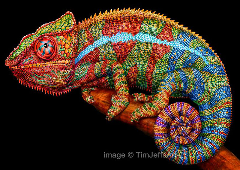 incredibly detailed pencil crayon drawings of iguana and chameleon by tim jeffs (6)