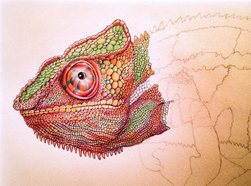 incredibly detailed pencil crayon drawings of iguana and chameleon by tim jeffs (7)