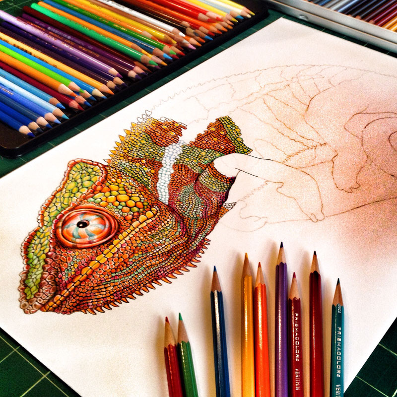 incredibly detailed pencil crayon drawings of iguana and chameleon by tim jeffs (8)