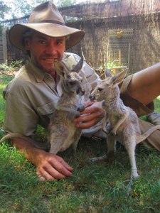 kangaroo dundee chris brolga barns kangaroo sanctuary 10 kangaroo dundee chris brolga barns kangaroo sanctuary (10)