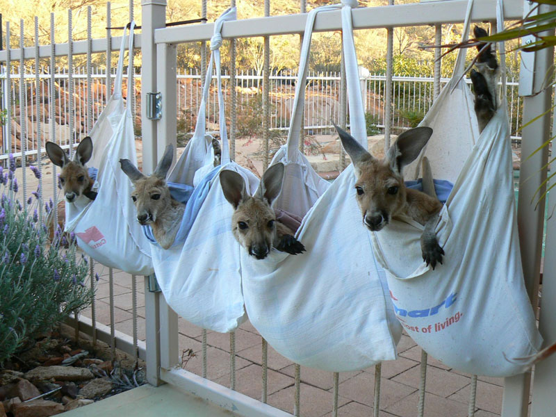 kangaroo dundee chris brolga barns kangaroo sanctuary 11 This Machine Feeds Stray Animals in Exchange for Recycled Bottles