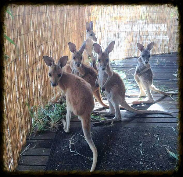 kangaroo dundee chris brolga barns kangaroo sanctuary (13)