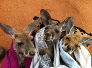 kangaroo dundee chris brolga barns kangaroo sanctuary 14 kangaroo dundee chris brolga barns kangaroo sanctuary (14)