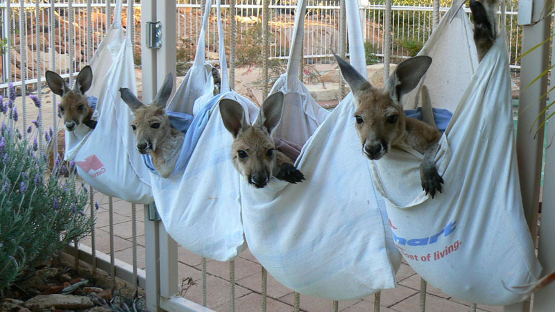 A Sanctuary for Orphaned Kangaroos Whose Mothers Have Been Hit by Cars