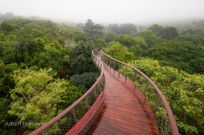 kirstenbosch tree canopy walkway cape town south africa 1 In Peru You Can Sleep Like a Condor, in a Floating Nest 1200 ft High