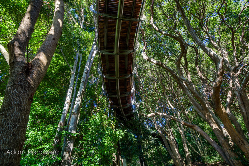 Kirstenbosch tree canopy walkway cape town south africa (11)