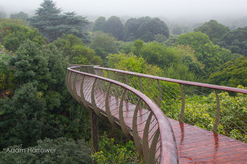 Kirstenbosch tree canopy walkway cape town south africa (2)