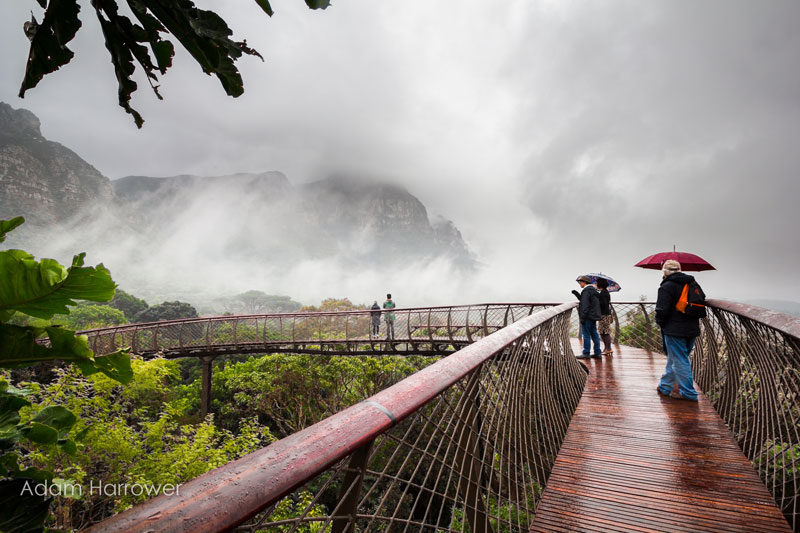 Kirstenbosch tree canopy walkway cape town south africa (3)