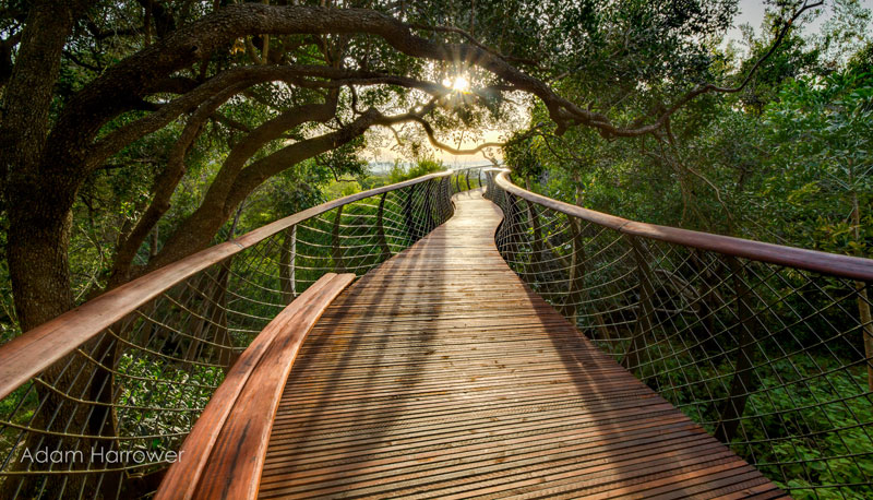Kirstenbosch tree canopy walkway cape town south africa (6)