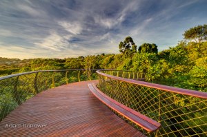 kirstenbosch tree canopy walkway cape town south africa 9 Kirstenbosch tree canopy walkway cape town south africa (9)