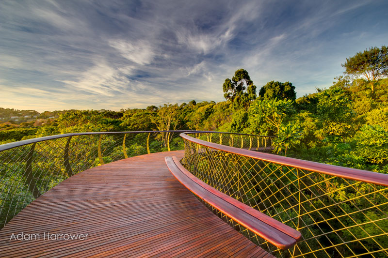 Kirstenbosch tree canopy walkway cape town south africa (9)