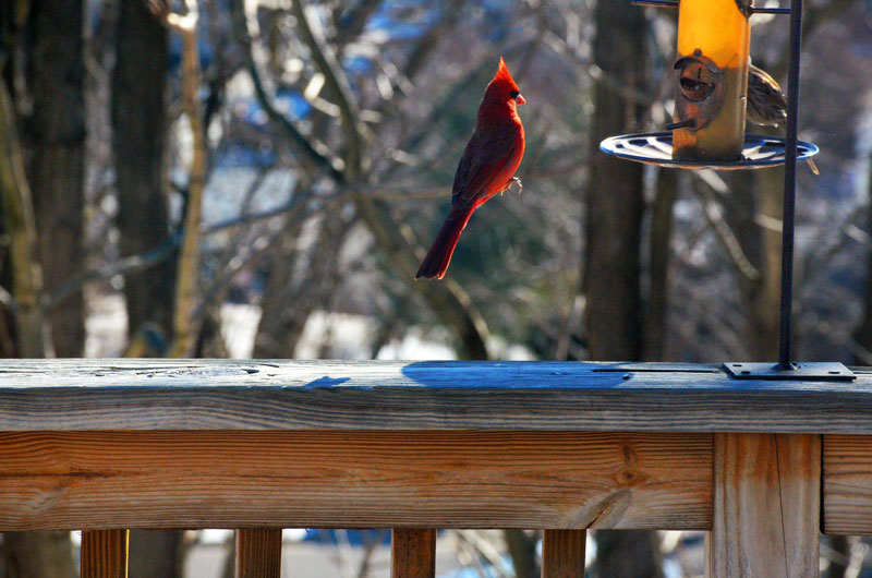 Picture of the Day: Cardinal Levitation