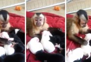 Monkey Meets Puppies for the First Time
