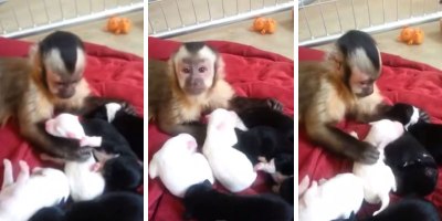 Monkey Meets Puppies for the First Time