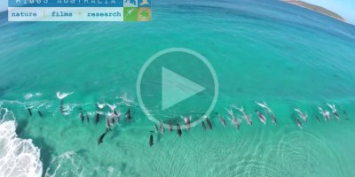 Drone Captures Pod of Dolphins Surfing Waves Off Australian Coast