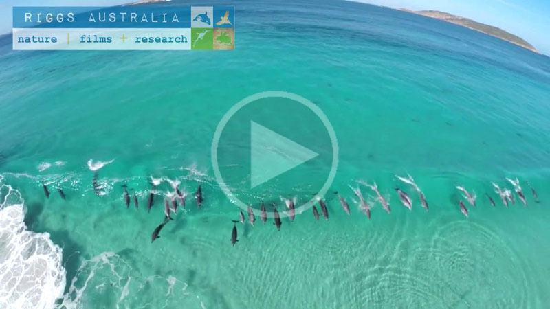 Drone Captures Pod of Dolphins Surfing Waves Off Australian Coast