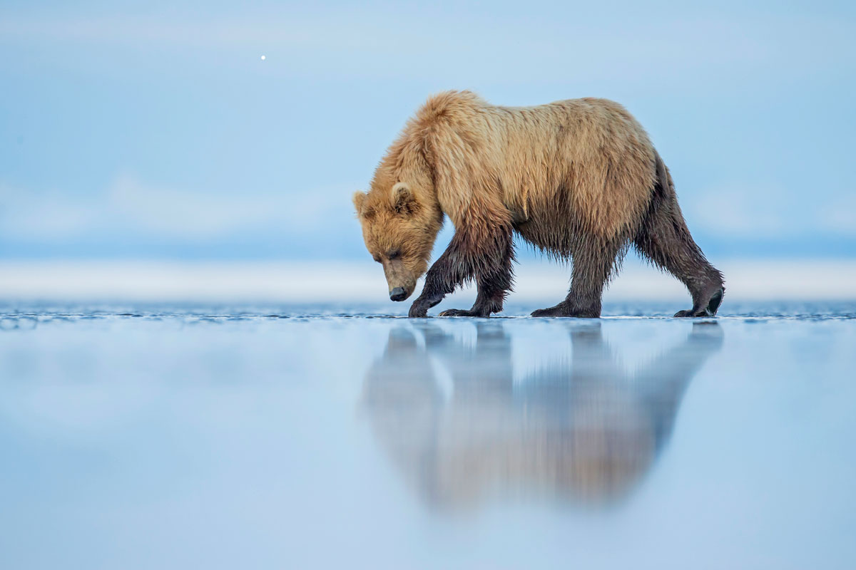 Smithsonian-Photo-Contest-Bear-Reflection