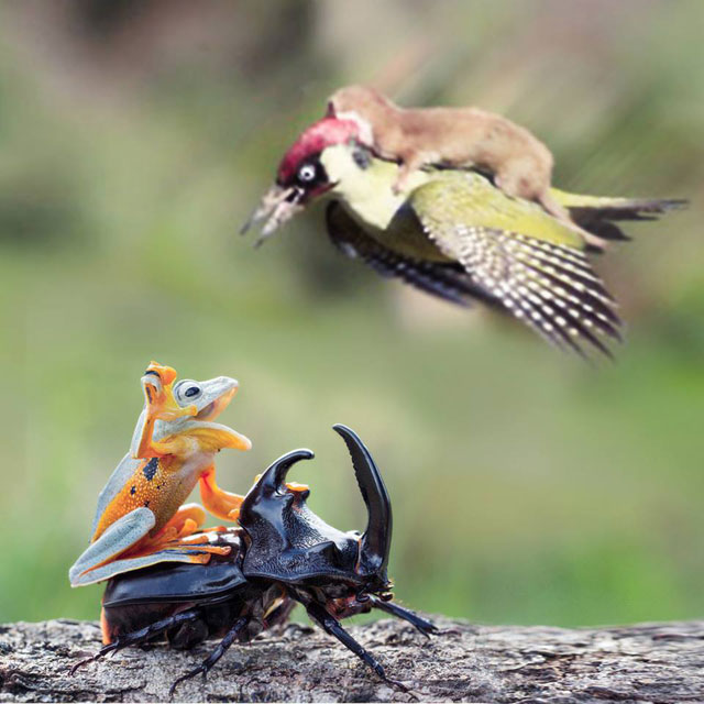 The Internet is Having a Field Day with the Bird Riding Weasel (3)