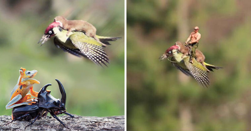 The Internet is Having a Field Day with the Bird Riding Weasel