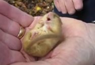 This is What a Snoring Dormouse Sounds Like