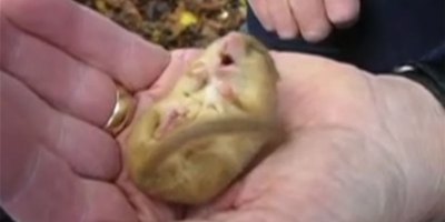 This is What a Snoring Dormouse Sounds Like
