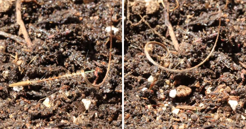 Incredible Timelapse Shows Plant Seed Drilling Itself Into the Ground