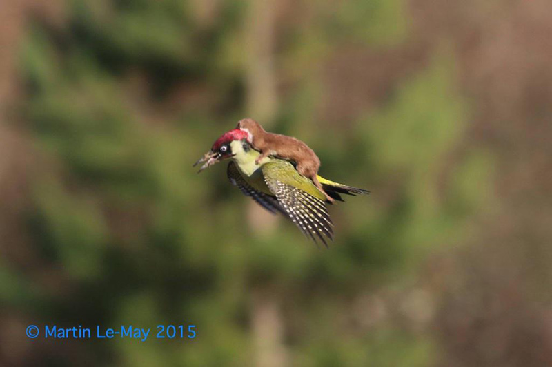 weasel riding woodpecker The Internet is Having a Field Day with the Bird Riding Weasel