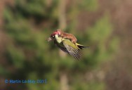 Photographer Captures Woodpecker Showing Weasel the World